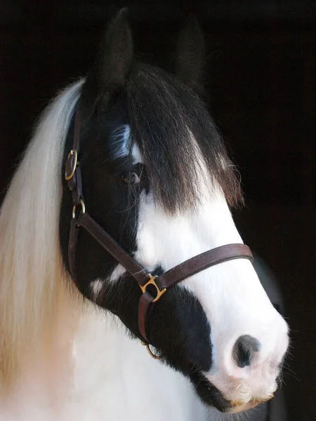 Снимок Черно Белой Лошади Черном Фоне — стоковое фото