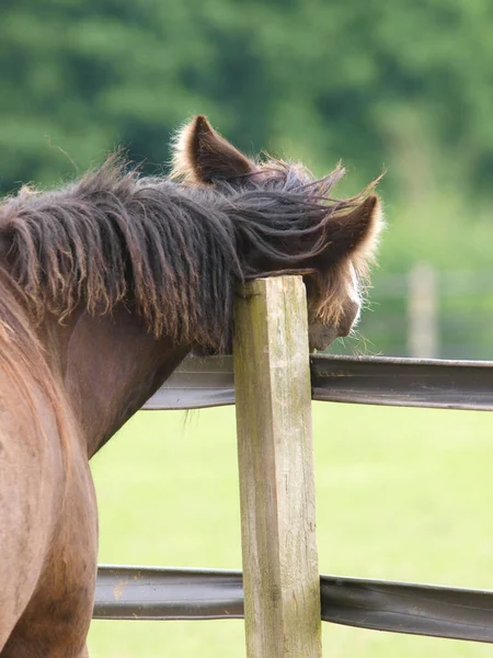 Young Bay Pony Scratches Its Neck Fence Post — Stock Photo, Image