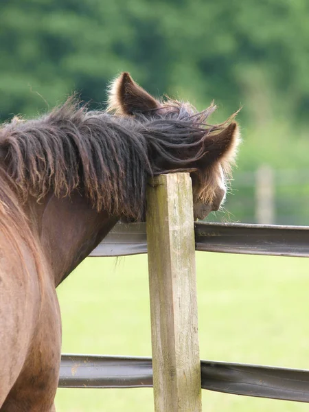 Een Jonge Baai Pony Krabt Zijn Nek Een Hek Post Rechtenvrije Stockfoto's