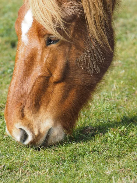 Nahaufnahme Eines Pferdes Das Gras Auf Einer Koppel Frisst — Stockfoto