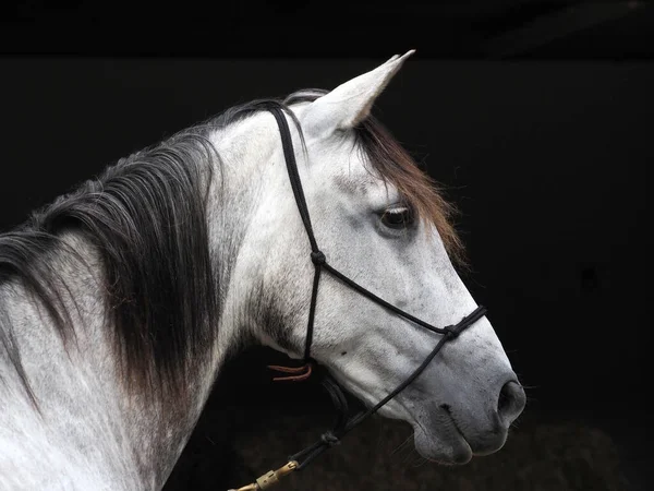 Ett Huvudskott Äppelgrå Häst Ett Rep Halter — Stockfoto