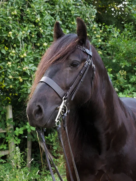 Ett Huvud Skott Sällsynt Ras Fell Ponny Show Betsel — Stockfoto