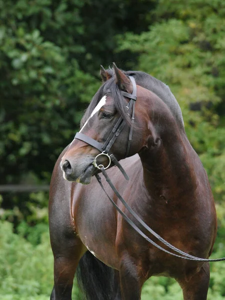 Ett Skott Huvudet Walesisk Sektion Hingst Betsel — Stockfoto