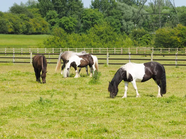 Een Groep Van Vier Paarden Grazend Een Zomerweide — Stockfoto