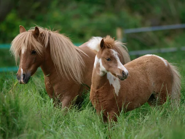 Een Miniatuur Pony Merrie Haar Veulen Staand Lang Gras — Stockfoto