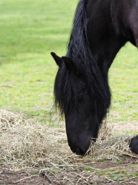 Dales midillisi nadir bir tür saman yığınından yer..