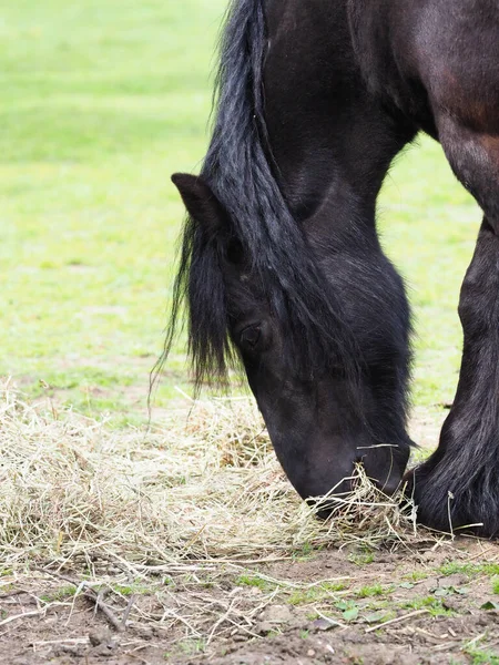 Rare Breed Dales Pony Eats Pile Hay — Stock Photo, Image