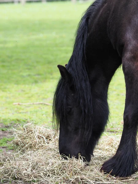 Una Razza Rara Dales Pony Mangia Mucchio Fieno — Foto Stock