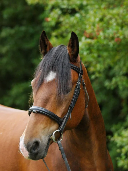 Colpo Testa Pony Gallese Baia Una Briglia Snaffle — Foto Stock