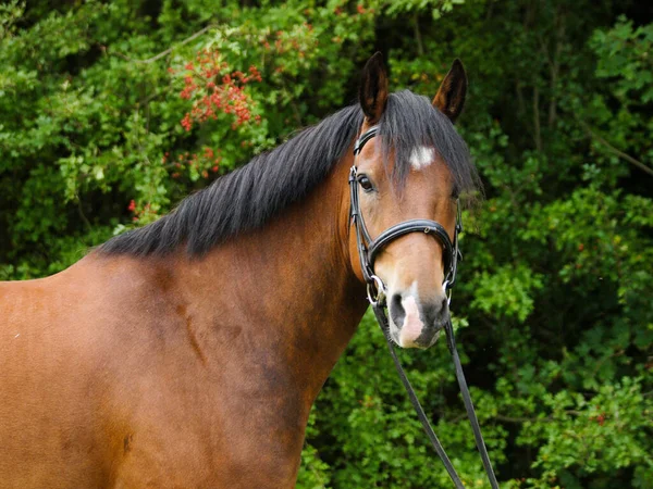 Egy Arckép Egy Walesi Póniról Egy Snaffle Kantárban — Stock Fotó