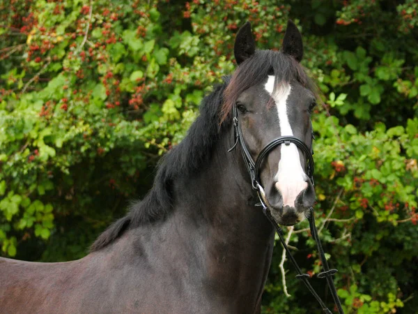 Colpo Alla Testa Cavallo Nero Con Una Grande Faccia Bianca — Foto Stock