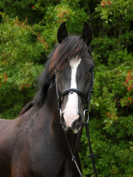 Tiro Cabeça Cavalo Preto Com Uma Grande Cara Branca Freio — Fotografia de Stock