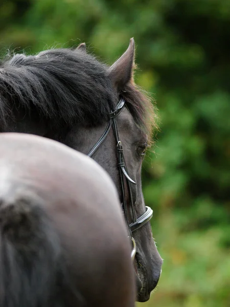 Kopfschuss Eines Schwarzen Pferdes Mit Einem Großen Weißen Gesicht Einem — Stockfoto