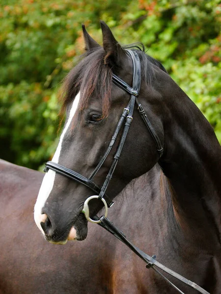 Kopfschuss Eines Schwarzen Pferdes Mit Einem Großen Weißen Gesicht Einem — Stockfoto