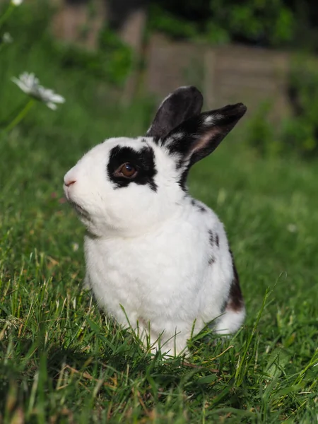 Pretty Black White Pet Rabbit Hops Garden — Stock Photo, Image