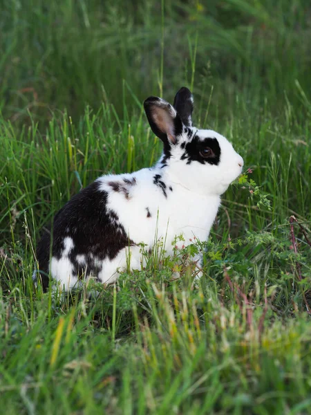 Güzel Siyah Beyaz Bir Tavşan Bahçede Hoplayıp Zıplıyor — Stok fotoğraf
