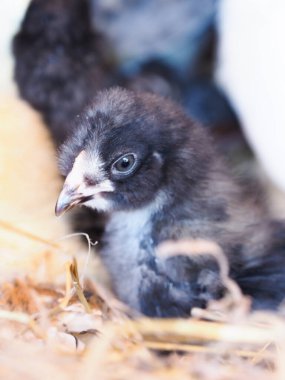 Bir grup genç melez piliç samanların üzerinde.