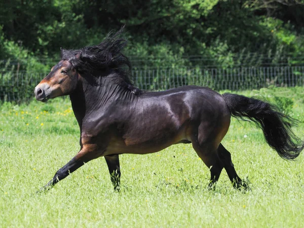 流れるような男と尾のキャンターを持つ美しいExmoorの種牡馬 — ストック写真