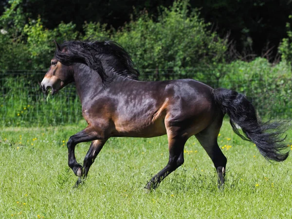 流れるような男と尾のキャンターを持つ美しいExmoorの種牡馬 — ストック写真