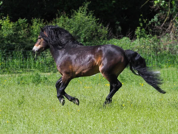 流れるような男と尾のキャンターを持つ美しいExmoorの種牡馬 — ストック写真