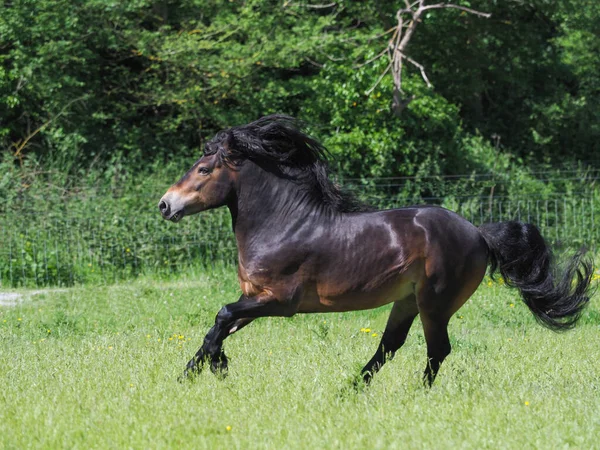 流れるような男と尾のキャンターを持つ美しいExmoorの種牡馬 — ストック写真