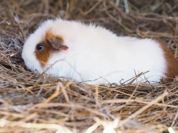 Una Linda Mascota Pelo Corto Conejillo Indias Sienta Una Paca — Foto de Stock