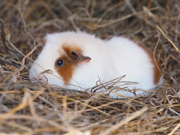 Cute Pet Short Haird Guinea Pig Sits Bale Hay — Stock Photo, Image