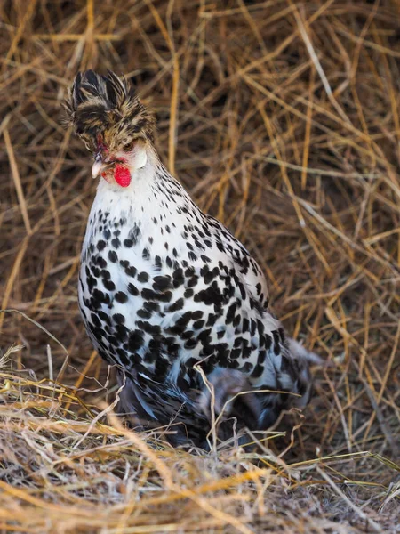 Eine Seltene Rasse Appenzeller Spitzhauben Henne Auf Einem Heuhaufen Stockbild