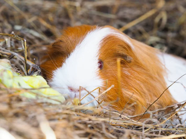 Cute Pet Short Haird Guinea Pig Sits Bale Hay — Stock Photo, Image