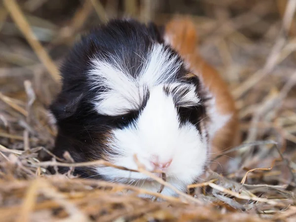 Cute Pet Short Haird Guinea Pig Sits Bale Hay — Stock Photo, Image