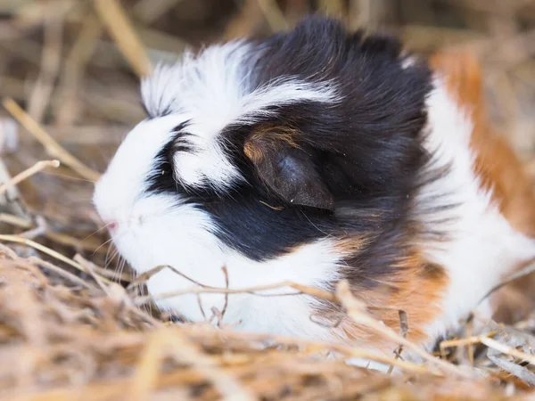 Cute Pet Short Haird Guinea Pig Sits Bale Hay — Stock Photo, Image
