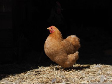 Kara arka plana karşı Rode Island 'lı bir kızıl tavuk.