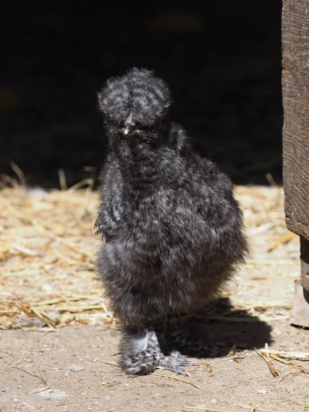 Rare Breed Chick Black Background — Stock Photo, Image