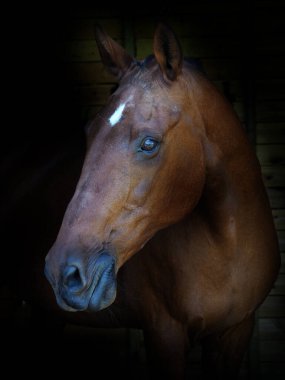Siyah bir arka planda bir Bay Horse 'un kafa fotoğrafı..
