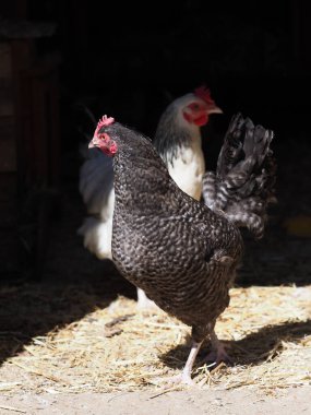 Siyah bir arka plana karşı nadir bir cins tavuk..