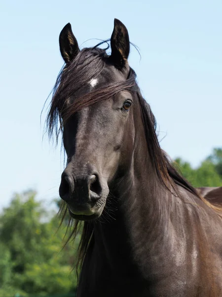 Kopfschuss Eines Schwarzen Pferdes Mit Langer Mähne — Stockfoto