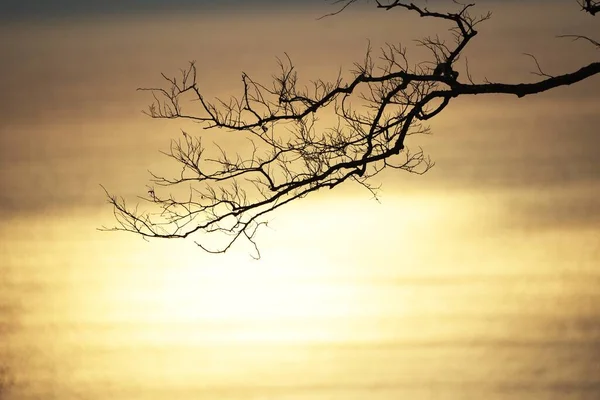 Силуэт Изображения Ветвей Деревьев Зимой — стоковое фото