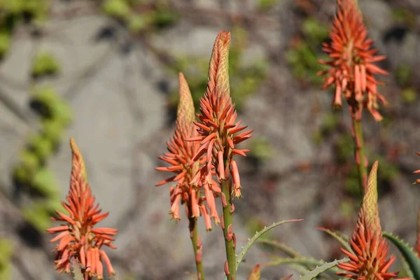 Aloe Blüten Sukkulente Pflanze Xanthorrhoeaceae — Stockfoto