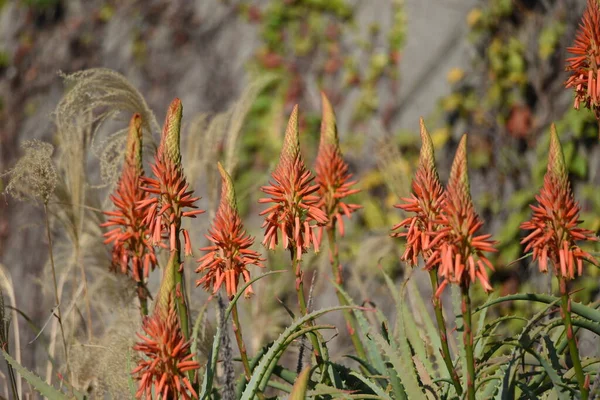 Aloe Blüten Sukkulente Pflanze Xanthorrhoeaceae — Stockfoto