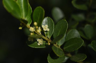 Japon çobanpüskülü (Ilex crenata) çiçekler / Aquifoliaceae Evergreen fundalığı.