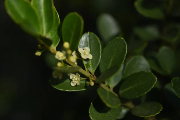 Японські Голлі Ilex Crenata Квіти Aquifoliaceae Evergreen Чагарник — стокове фото