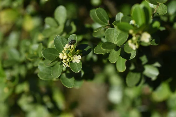 Японская Падуба Ilex Crenata Цветы Aquifoliaceae Evergreen Shrub — стоковое фото