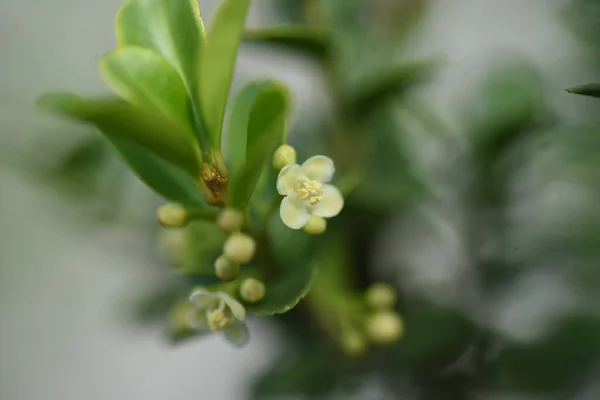 Fiori Agrifoglio Giapponese Ilex Crenata Aquifoliaceae Arbusto Sempreverde — Foto Stock