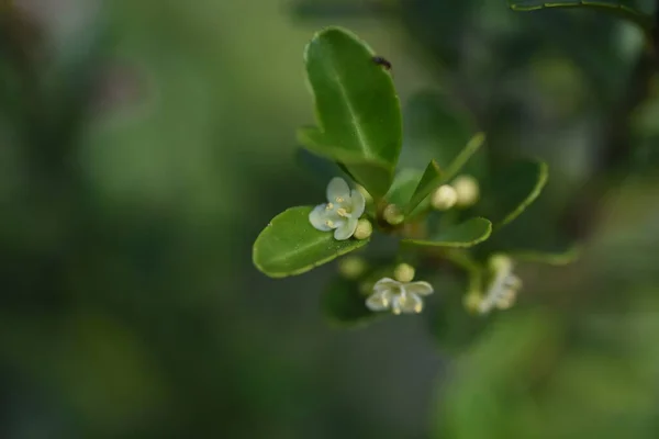 Houx Japon Ilex Crenata Fleurs Aquifoliaceae Arbuste Feuilles Persistantes — Photo