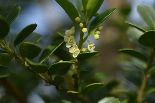 Japanische Stechpalme Ilex Crenata Blüht Aquifoliaceae Immergrüner Strauch — Stockfoto