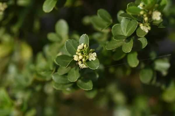 Japanische Stechpalme Ilex Crenata Blüht Aquifoliaceae Immergrüner Strauch — Stockfoto