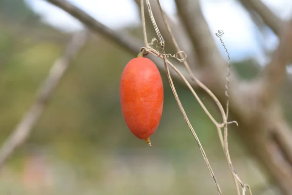 ヘビひょうたん キュウリ科植物 — ストック写真