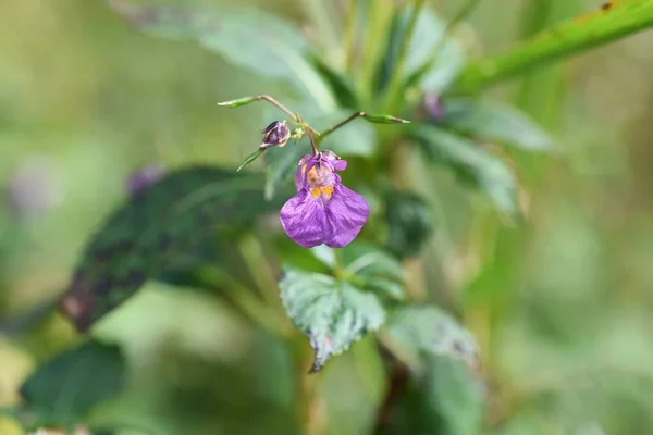 Impatiens Textori Blommor Balsaminaceae Ettã Rigt Grã — Stockfoto