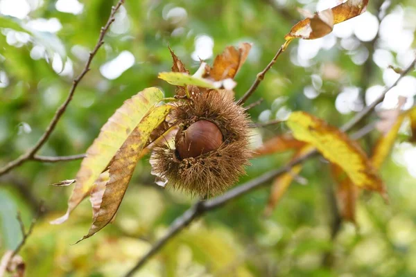 Castanha Japonesa Frutos Outono — Fotografia de Stock