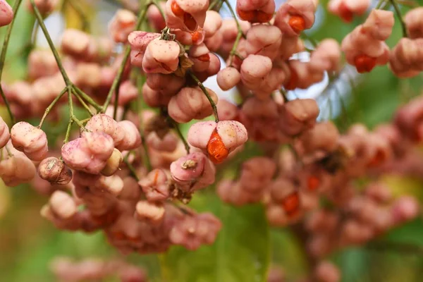 Japanese Spindle Tree Euonymus Hamiltonianus Berries Autumn — Stock Photo, Image